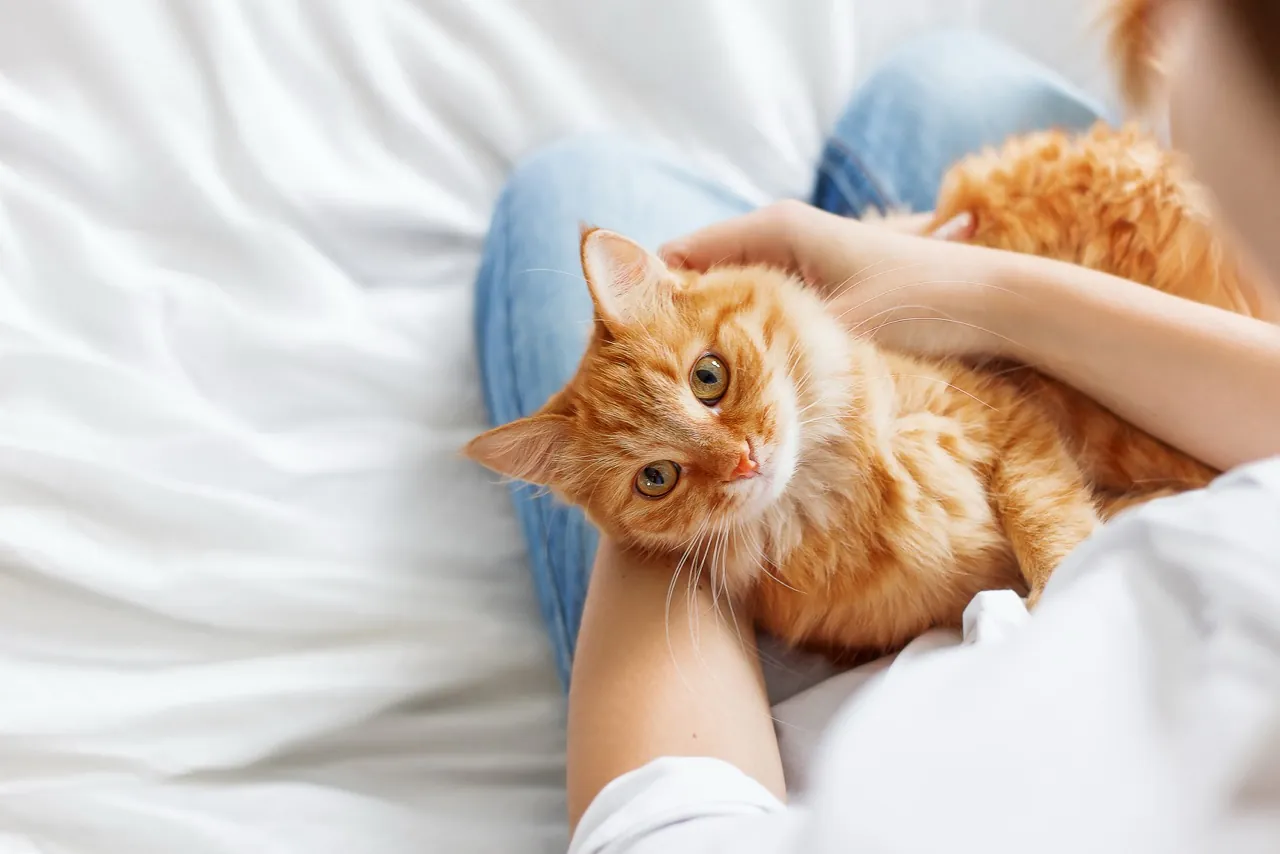 Rote Katze lässt sich auf dem Schoß streicheln